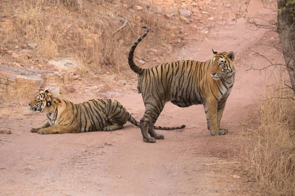 Indianertigere Bandhavgarh Nasjonalpark Afrika – stockfoto