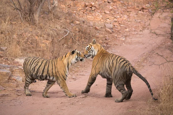 Индийские Тигры Национальном Парке Бандхавгарх Африка — стоковое фото
