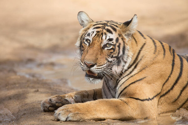  Indian tiger lying  in Bandhavgarh National Park 