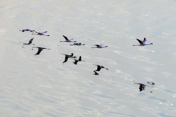 Flamingos Flyger Ovanför Vattenytan Bild Wildlife — Stockfoto