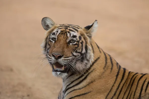 Indian Tiger Lying Natural Habitat Excellent Illustration Soft Light — Stock Photo, Image