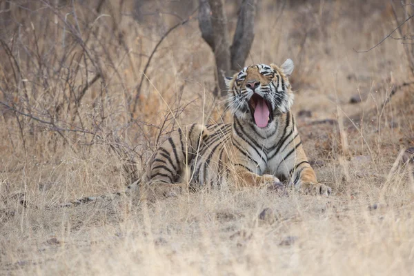 Tigre Indio Parque Nacional Bandhavgarh —  Fotos de Stock