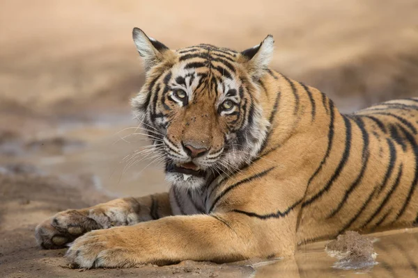 Indischer Tiger Liegt Bandhavgarh Nationalpark — Stockfoto
