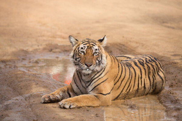  Indian tiger lying  in Bandhavgarh National Park 