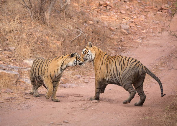  Indian tigers   in Bandhavgarh National Park. Africa