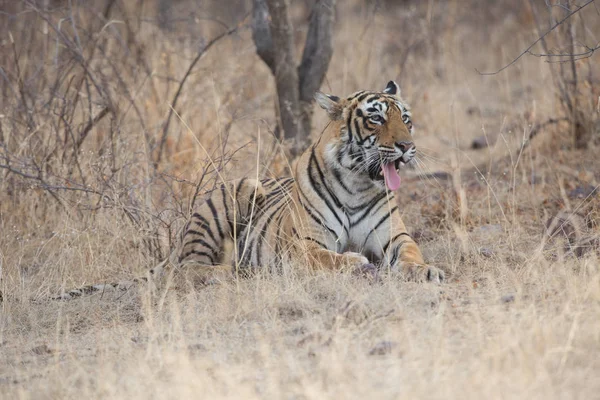 Tigre Indio Acostado Parque Nacional Bandhavgarh —  Fotos de Stock