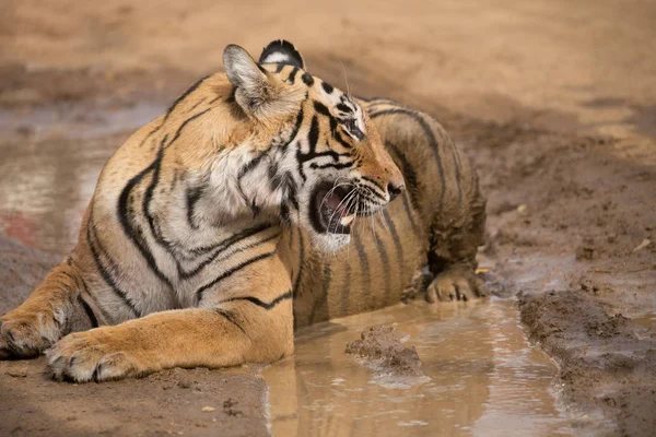 Tigre Indio Acostado Parque Nacional Bandhavgarh —  Fotos de Stock