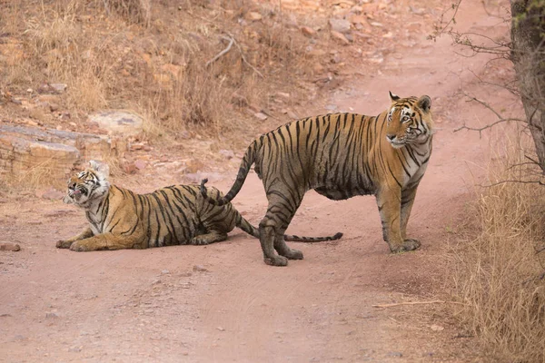 Tigres Indios Parque Nacional Bandhavgarh África —  Fotos de Stock