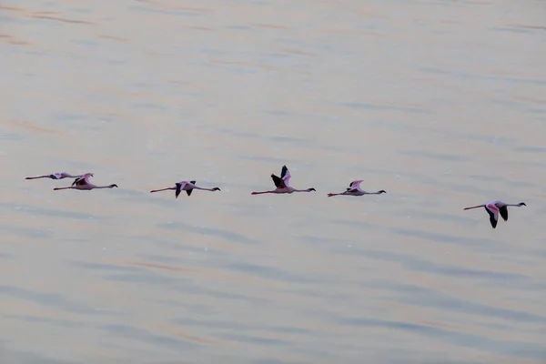 Flamingók Víz Fölött Repül Vadon Élő Állatok Kép — Stock Fotó