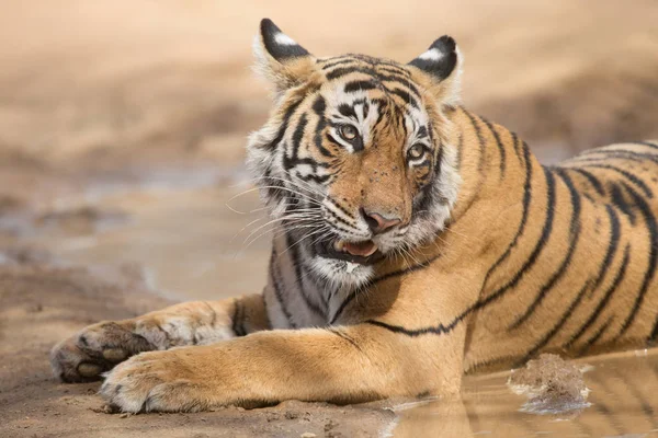 Indischer Tiger Liegt Bandhavgarh Nationalpark — Stockfoto