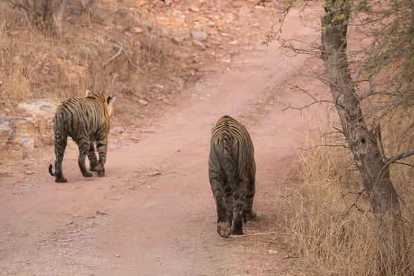 Tigres Indiens Dans Parc National Bandhavgarh Afrique — Photo