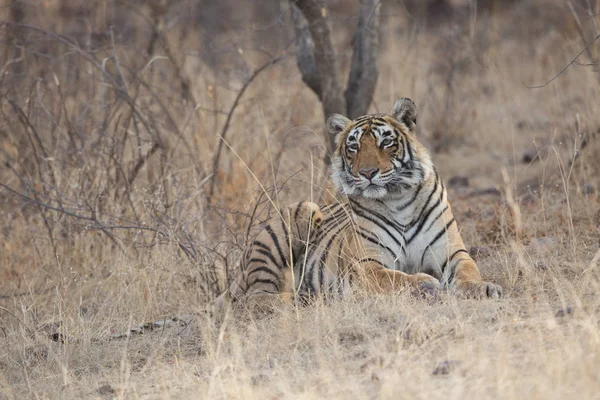 Tigre Indio Acostado Parque Nacional Bandhavgarh — Foto de Stock