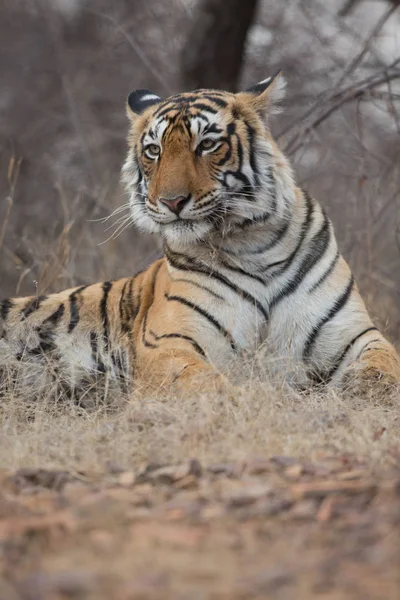 Tigre Indio Hábitat Natural Una Excelente Ilustración Luz Suave — Foto de Stock