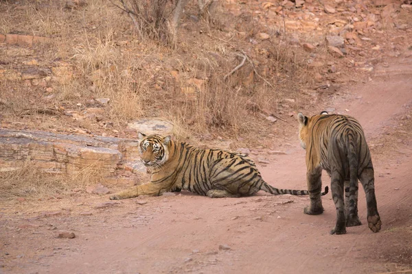 Tigres Indios Parque Nacional Bandhavgarh África — Foto de Stock