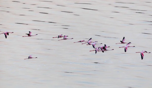 Flamingos Flyger Ovanför Vattenytan Bild Wildlife — Stockfoto