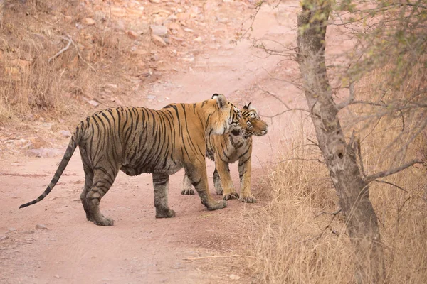 Tigres Indios Parque Nacional Bandhavgarh África — Foto de Stock