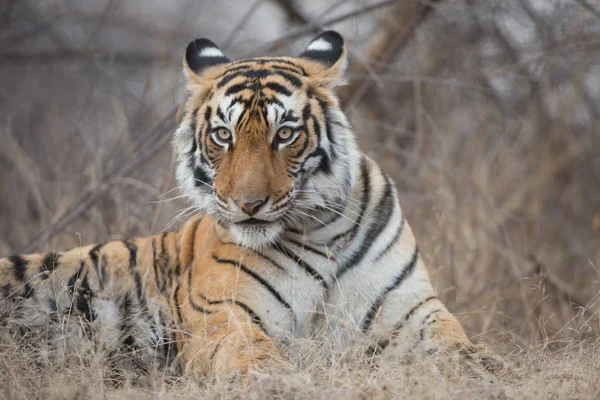 Tigre Indio Hábitat Natural Una Excelente Ilustración Luz Suave —  Fotos de Stock