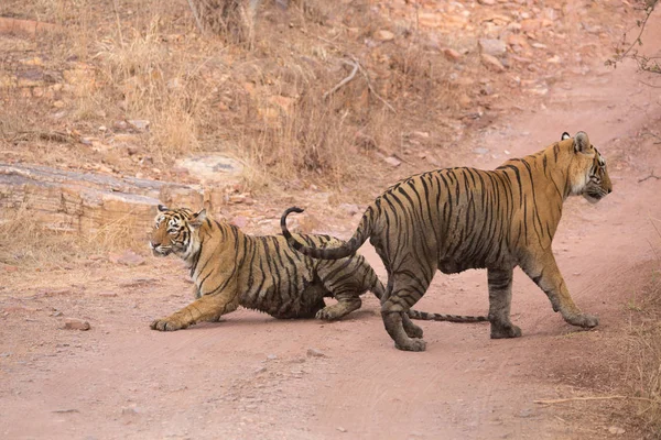 Indian Tigers Bandhavgarh National Park Africa — Stock Photo, Image