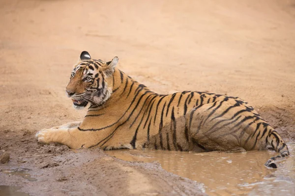 Tigre Indiano Deitado Parque Nacional Bandhavgarh — Fotografia de Stock