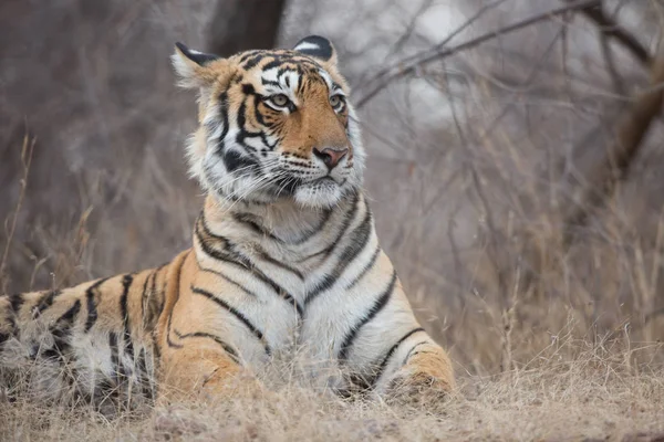 Індійська Тигр Природному Середовищі Існування Відмінна Ілюстрація Яке Світло — стокове фото