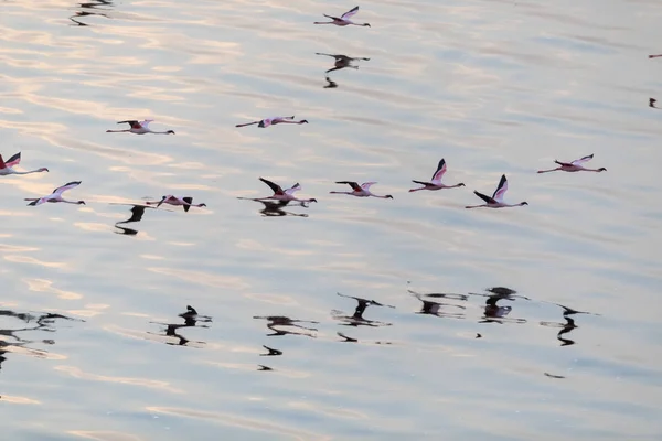 Flamingos Flyger Ovanför Vattenytan Bild Wildlife — Stockfoto