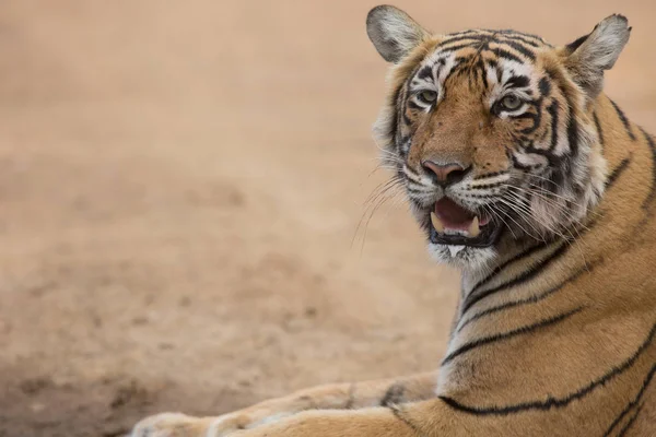 Indischer Tiger Liegt Natürlichem Lebensraum Ist Eine Hervorragende Illustration Weichen — Stockfoto