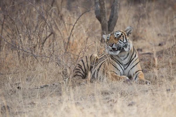 Tigre Indien Dans Parc National Bandhavgarh — Photo