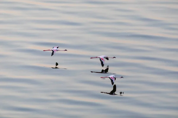 Flamingos Fliegen Über Dem Wasser Bild Der Tierwelt — Stockfoto