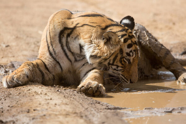  Indian tiger   in Bandhavgarh National Park 