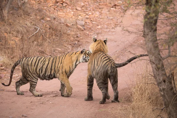 Tigres Indios Parque Nacional Bandhavgarh África — Foto de Stock