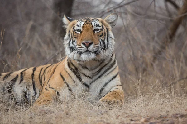 Indiai Tigris Természetes Élőhely Soft Light Kiváló Illusztráció — Stock Fotó