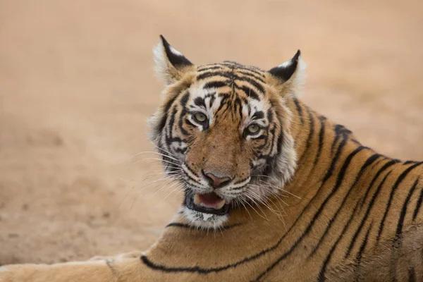Indian Tiger Natural Habitat Excellent Illustration Soft Light — Stock Photo, Image
