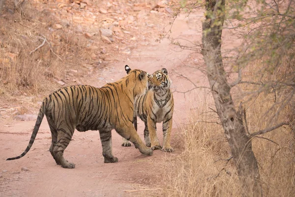 Indianertigere Bandhavgarh Nasjonalpark Afrika – stockfoto