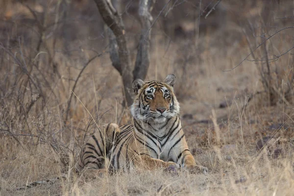 Tigre Indio Acostado Parque Nacional Bandhavgarh — Foto de Stock