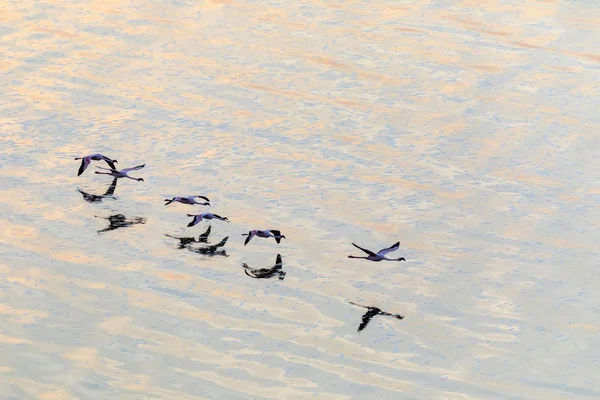 Flamingo Vliegen Boven Water Foto Van Dieren Het Wild — Stockfoto