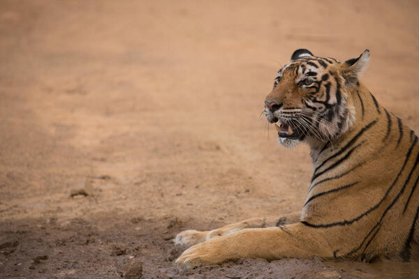 Indian tiger in Bandhavgarh National Park