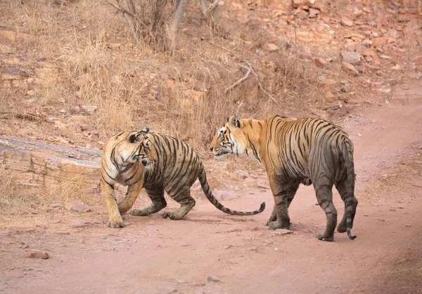  Hint Kaplanları Bandhavgarh Milli Parkı'nda. Afrika