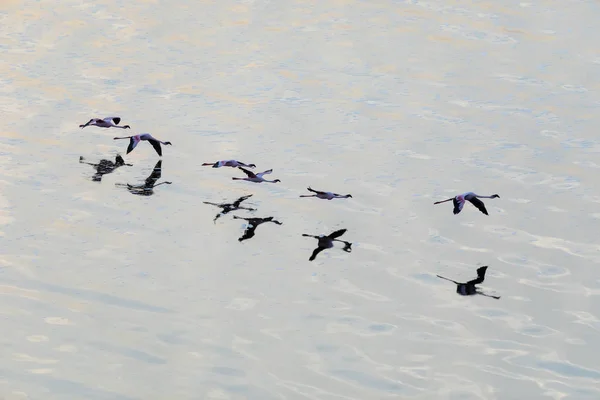 Flamingo Vliegen Boven Water Foto Van Dieren Het Wild — Stockfoto