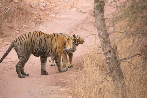 Tigres Indios Parque Nacional Bandhavgarh África —  Fotos de Stock