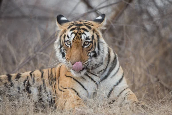 Indian Tiger Lying Bandhavgarh National Park — Stock Photo, Image