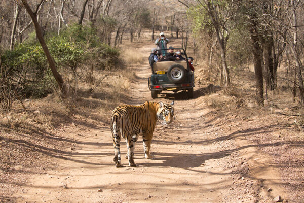 INDIA - MARCH 2016: The tiger is moving the road. A tourists are shooting pictures of a tiger. An excellent picture which is  showing  how humans can communicate with wild animals.