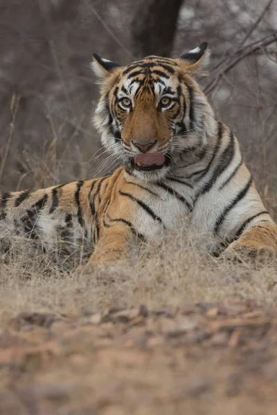 Tigre Indio Hábitat Natural Una Excelente Ilustración Luz Suave — Foto de Stock