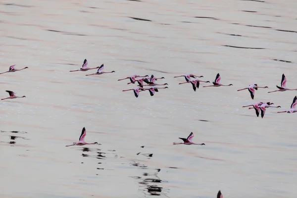 Flamingo Vliegen Boven Water Foto Van Dieren Het Wild — Stockfoto