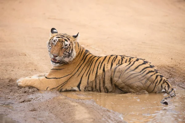 Indyjski Tygrys Leżący Parku Narodowym Bandhavgarh — Zdjęcie stockowe