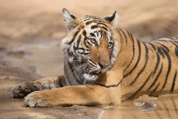 Tigre Indien Couché Dans Parc National Bandhavgarh — Photo