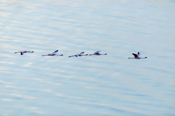 Flamingos Flyger Ovanför Vattenytan Bild Wildlife — Stockfoto