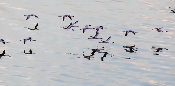 Φλαμίνγκο Πετούν Πάνω Από Νερό Εικόνα Της Άγριας Ζωής — Φωτογραφία Αρχείου