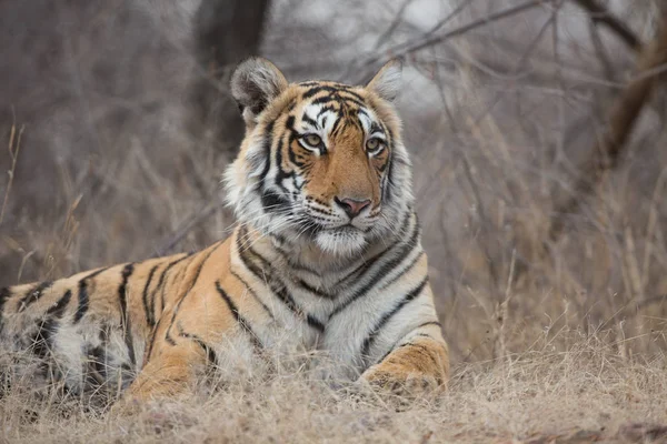 Tigre Indio Hábitat Natural Una Excelente Ilustración Luz Suave —  Fotos de Stock