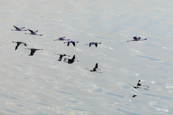 Flamingos Flyger Ovanför Vattenytan Bild Wildlife — Stockfoto