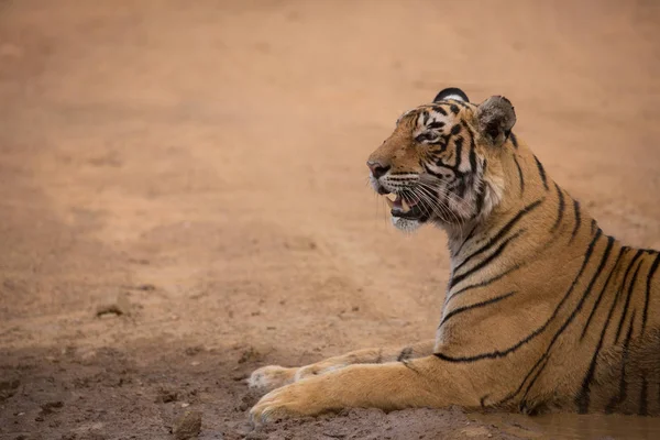 stock image  Indian tiger lying  in Bandhavgarh National Park 